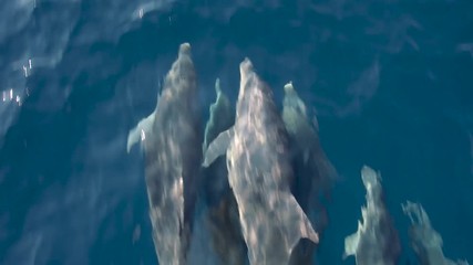 A family of dolphins swimming and splashing as they go - Steady shot