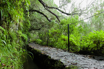 View of nature surrounding "Caldeirao Verde" footpath at Santana, Madeira island, Portugal