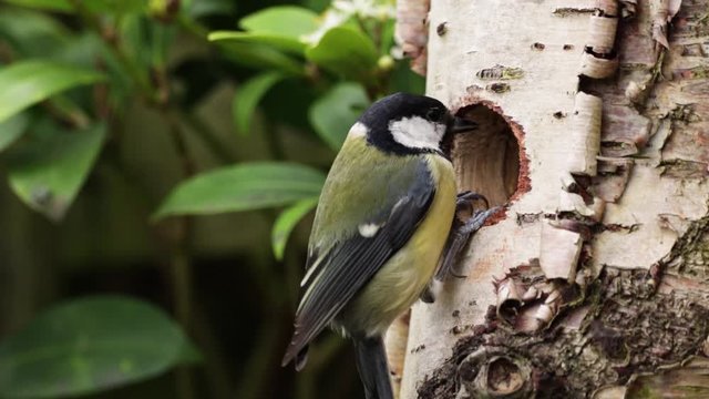 Great Tit Wild Small Bird On Silver Birch Tree Nest Hole