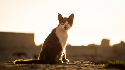 Obraz premium A cat with just one eye in the dawn.