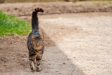 Obraz na płótnie Canvas Tabby Cat seen walking to the photographer, from a closed farm gate at a horse livery yard.