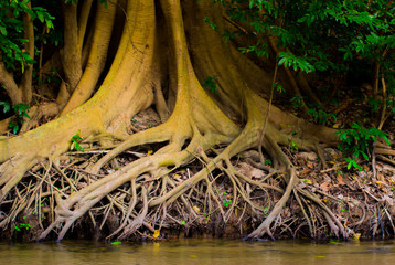 Big tree root in the forest for background wallpaper