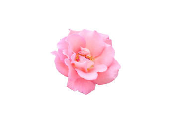 Pink rose isolated on the white background with clipping path