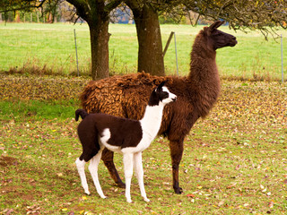 Obraz premium Vater und Sohn Lama