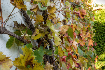 Weinstock Weinlaub