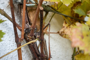 Weinstock Weinlaub