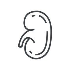 Line icon human kidney