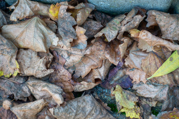 Herbst