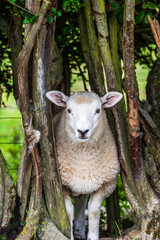A sheep staring out from the bushes in a field near Goudhurst in Kent