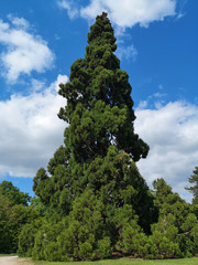 Un séquoïa géant