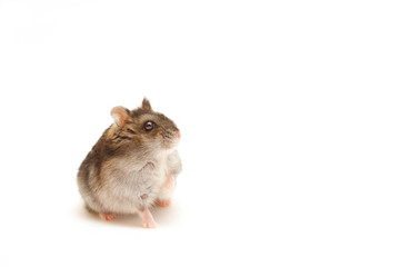 Hamster on a white background. Pet isolated. Fluffy cute rodent stands on small paws. Portrait of favorite funny animal. Domestic beast for children.