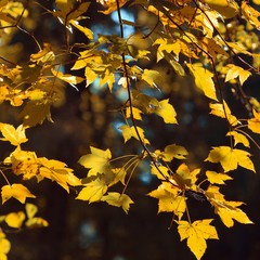 Bright golden leaves on autumn tree photo