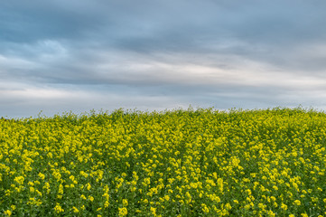 Fototapeta premium Baden-Wuerttemberg nature and Agriculture. Countryside near Elchingen at Neresheim.
