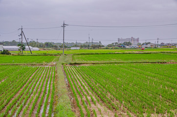 Fototapeta na wymiar 雨の日の田園風景　滋賀県
