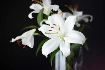 Fototapeta na wymiar White Lily