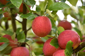 Unpicked Red Apples 