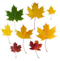 Obraz premium Set of five red and yellow maple leaves isolated on white