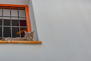 cat in a window of Benissa city in Alicante ,Spain
