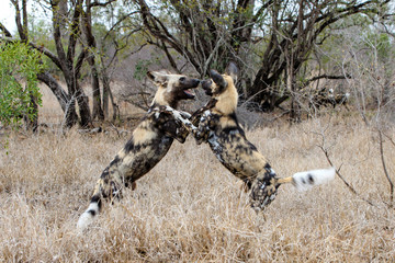 African Wild Dog fighting in the south of the Kruger National Park in South Africa