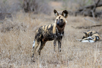 Naklejka na ściany i meble African Wild Dog in the south of the Kruger National Park in South Africa