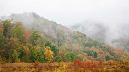 Morning Fog in Autumn