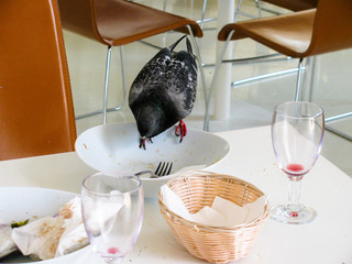The pigeon on the table in the empty restaurant