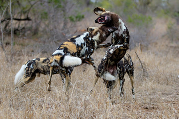 African Wild Dog fighting in the south of the Kruger National Park in South Africa