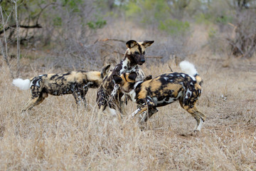 Naklejka na ściany i meble African Wild Dog playing and running in the south of the Kruger National Park in South Africa