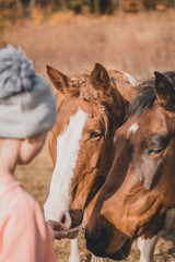 Horses with little girl