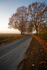 Beautiful foggy autumn morning in Belarus with curving road surrounded by trees and fallen leaves