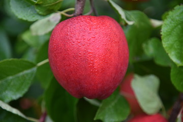 Red Apple with Dewdrops