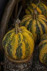 Striped pumpkin on a wooden hemp. Yellow green stripes on ripe large pumpkins