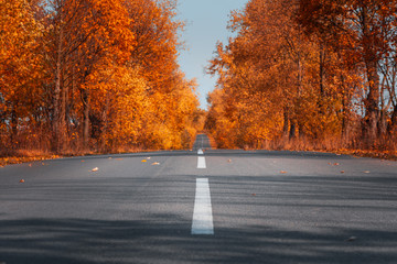 Empty asphalt road in autumn forest. Autumnal background