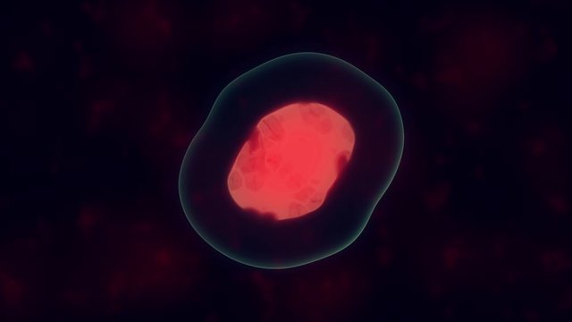 Cells divide under microscope. Mitosis process of cell division.