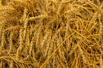 Ripe ears of wheat, background close-up horizontal backdrop. Dry straw, dried ears of wheat