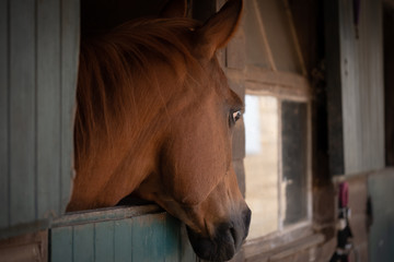 Subdued image of a Arab Stallion horse seen looking outside his stable towards an out of view groom. The horse is one of a private collection of horses