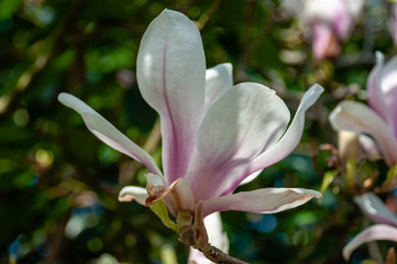 Close up of pink magnolia blossoms. pring floral background with magnolia flowers.  Blooming Magnolia tree. Selective focus