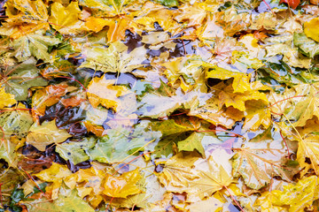 fallen yellow maple leaves in a rain puddle. autumn natural background
