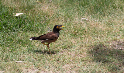 The Common Myna