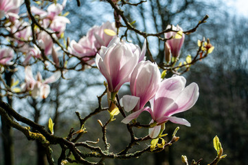 Close up of pink magnolia blossoms. pring floral background with magnolia flowers.  Blooming Magnolia tree. Selective focus