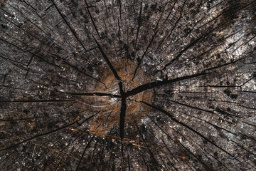 Wood log with cracks and different colors. Wooden texture background