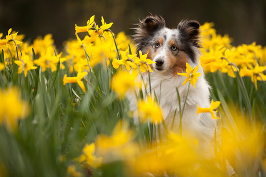 Sheltie in Osterglocken
