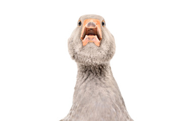 Portrait of a funny adorable goose, closeup, isolated on white background