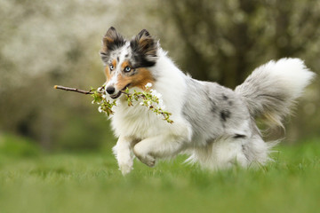 Sheltie apportiert Kirschzweig