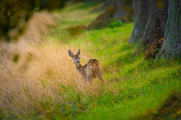 Reh an einer Allee im Herbst