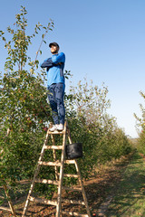the guy stands confidently at the very top of the stairs, clasped hands in an apple orchard, vertical photo, good autumn weather