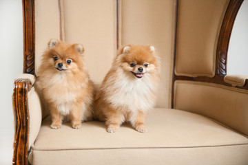 pair of cute Spitz dogs sitting on the wedding throne