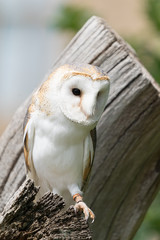 Barn Owl