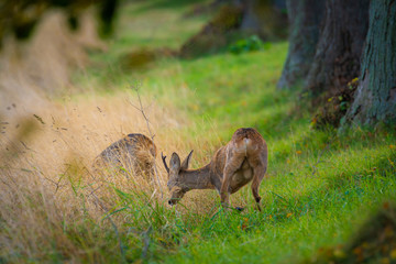 Reh mit Rehbock an einer Allee im Herbst - Insel Rügen
