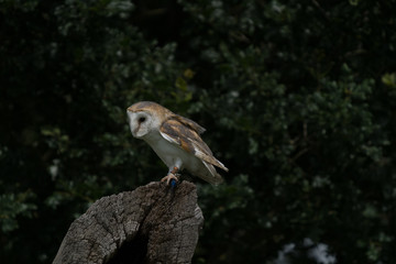 Barn Owl